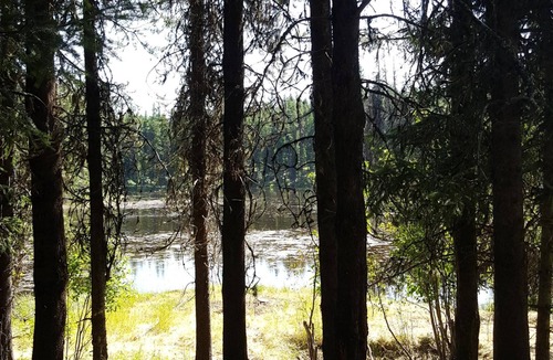 Condon Cabin | "Loon's Nest" rustic cabin hidden amongst the pines